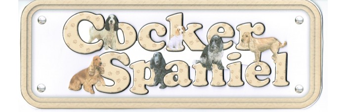 Cocker Spaniel - mixed colurs Cocker Spaniel - mixed colurs